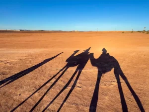 Silhouette of people on camels in the desert