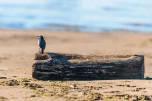 banc arguin sable dune pilat oiseaux