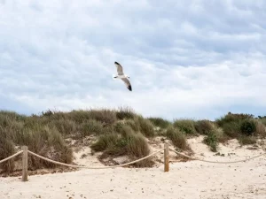 dunes sable banc Arguin oiseaux mer