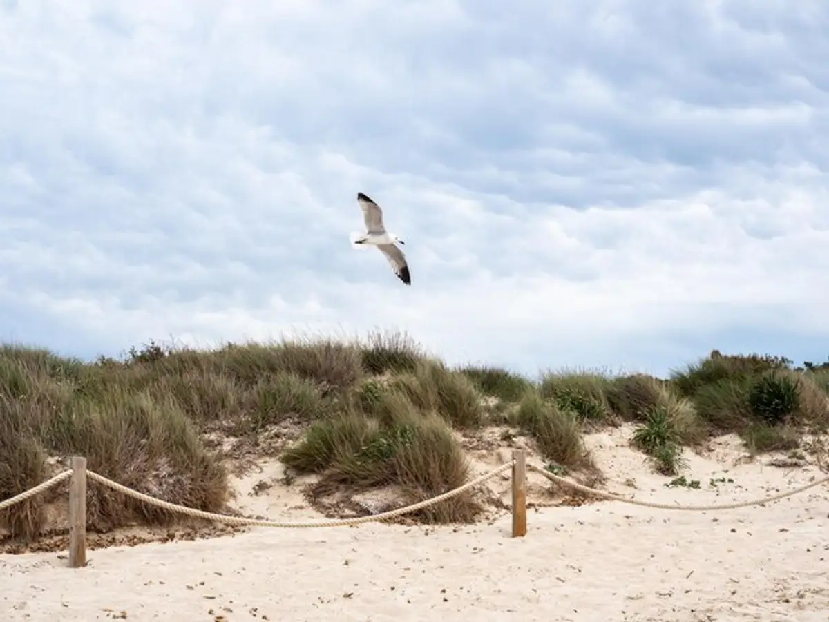 dunes sable banc Arguin oiseaux mer