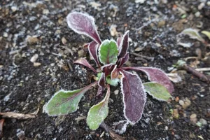 semis épinards hiver potager sol humide