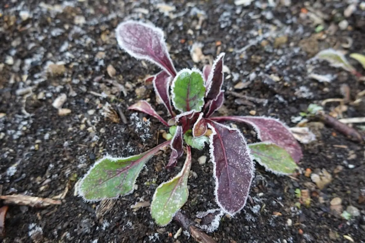 semis épinards hiver potager sol humide
