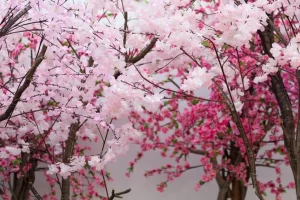 cerisiers en fleurs Japon printemps