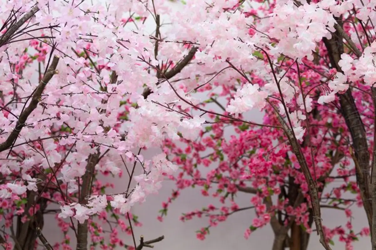 cerisiers en fleurs Japon printemps