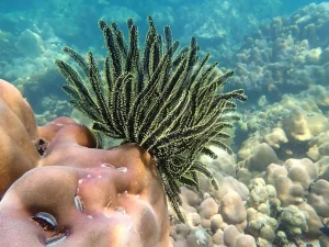 plage turquoise Cozumel corail plongée