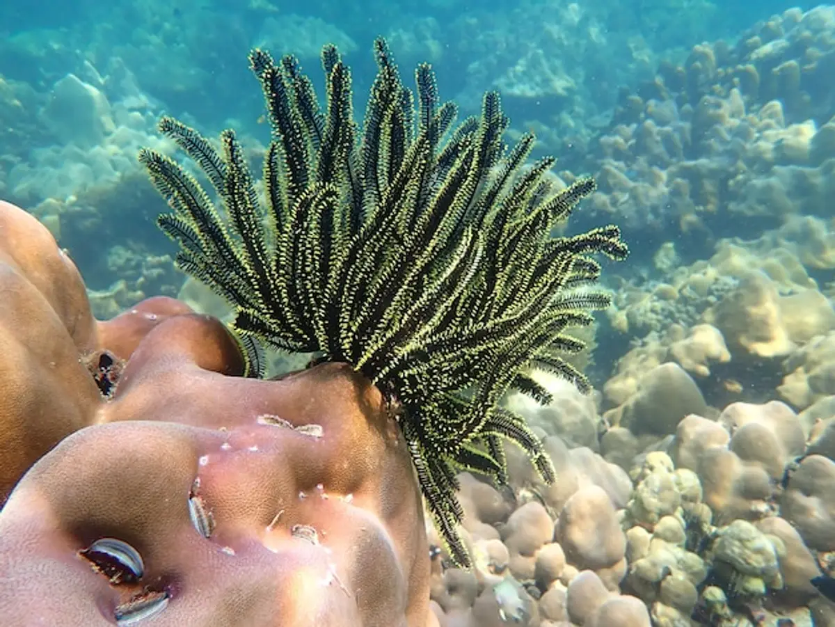 plage turquoise Cozumel corail plongée