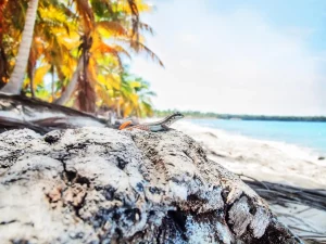 plage tropicale janvier