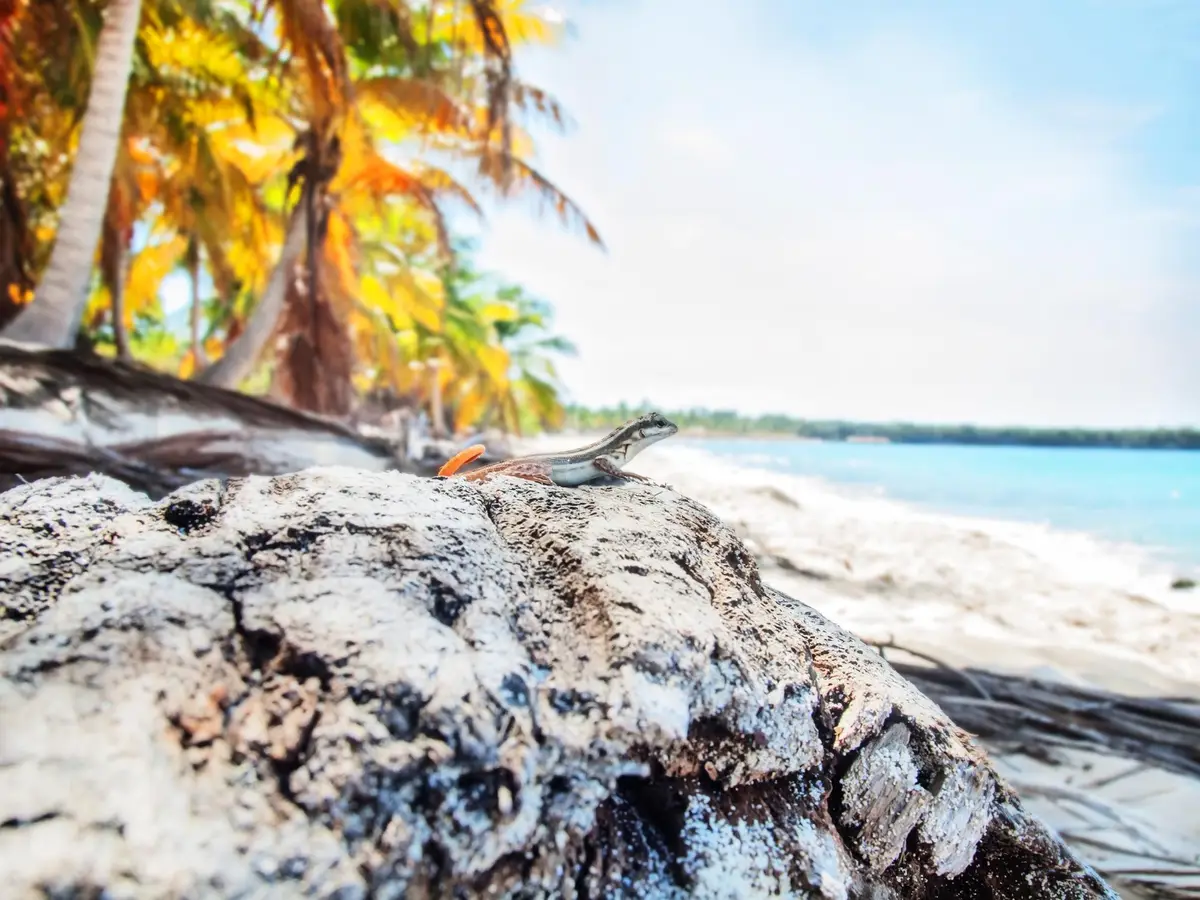 plage tropicale janvier