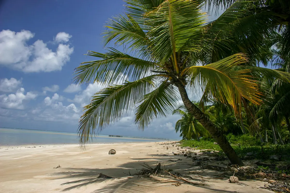 plage Guadeloupe cocotiers